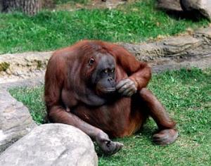 ЕС ужесточает правила проведения экспериментов над животными