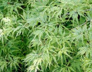 Выведена конопля практически без содержания наркотика