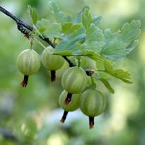 Что сажать осенью? Плодовые деревья и кустарники