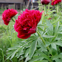 Что сажать осенью? Цветы луковичные и не только