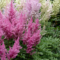 Что сажать осенью? Цветы луковичные и не только