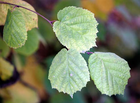 Лещина обыкновенная, Corylus avellana 