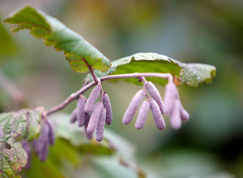 Лещина обыкновенная, Corylus avellana 