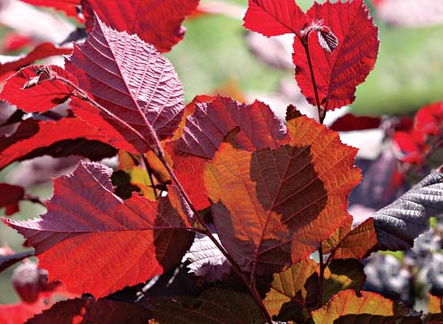 Лещина обыкновенная, Corylus avellana 