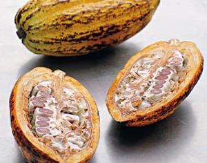 Геном какао практически расшифрован