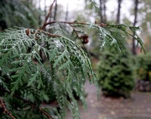 Жители Химок хотят и дорогу, и лес