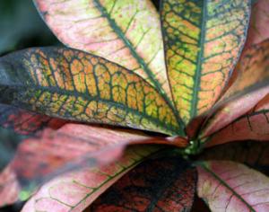 Ботаники сократили количество цветковых растений