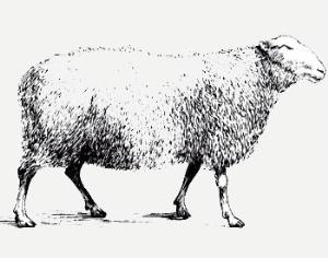 Овцы-газонокосилки изобретены в Великобритании