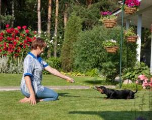 Собаки способствуют похудению