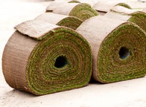 Газону из мятлика отдали дань