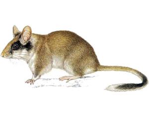 В Англии решили не строить дома из-за сонь