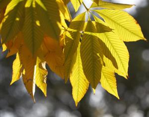 Золотая осень на ВВЦ