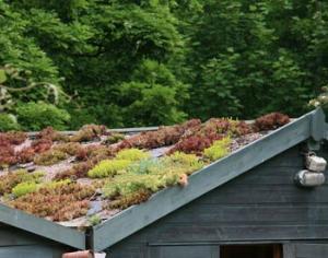 Крыши Нью-Йорка станут "голубыми" и "зелеными"