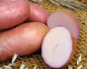 В Томской области растят фиолетовый картофель