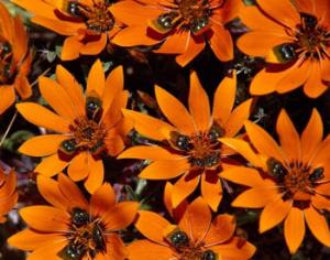 Не только орхидеи обманывают насекомых