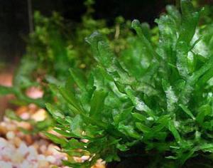 Найдены древнейшие растения на Земле