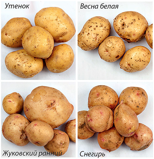 Лучшие сорта картофеля среднеспелые: посадка и уход