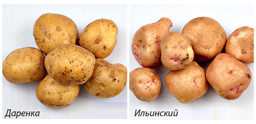 Лучшие сорта картофеля среднеспелые: посадка и уход