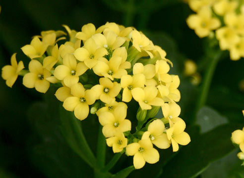 Каланхоэ Блоссфельда, Kalanchoe blossfeldiana