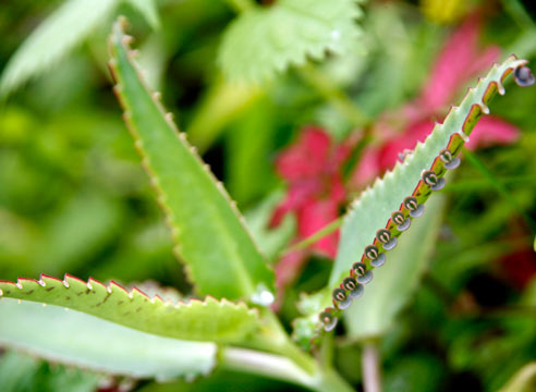 Каланхоэ Дэгремона, Kalanchoe daigremontiana 