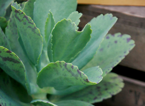 Каланхоэ мраморное, Kalanchoe marmorata