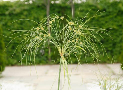 Циперус, Cyperus