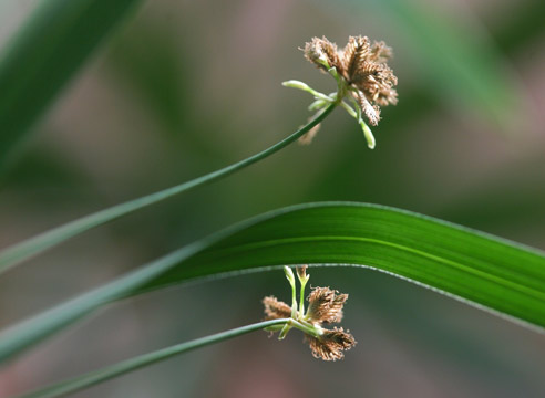 Циперус, Cyperus