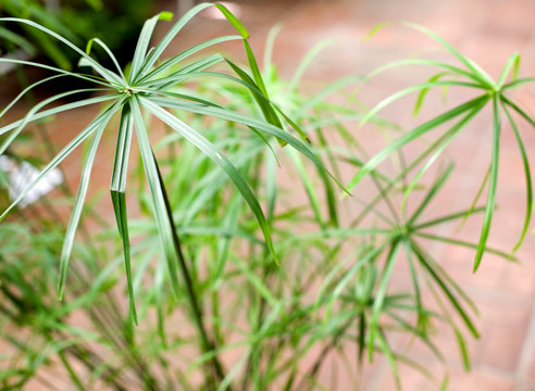 Циперус, Cyperus