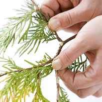 Заготавливаем черенок