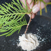 Обработка черенка стимулятором корнеобразования