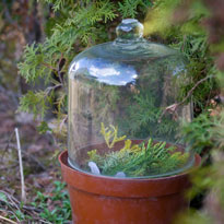 Мини-тепличка