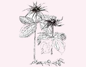 Установлен рекордсмен по длине генома