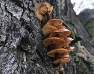 На Курилах обустроят три экомаршрута