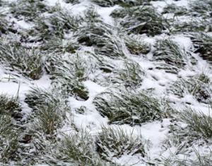 Антарктида превратится в цветущий сад