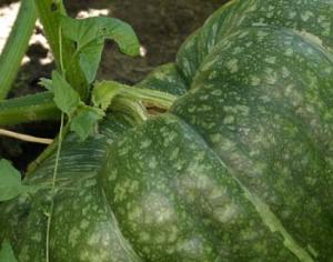 "Тыквенные" рекорды года