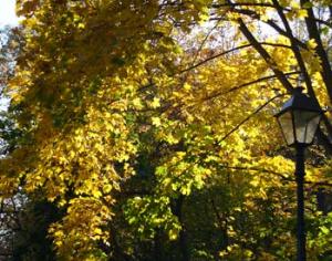 Лиственные деревья спасут от загрязнения воздуха