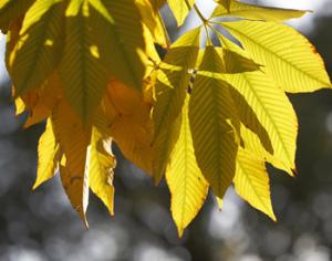 Создана "горячая линия" для защиты от уборки листвы