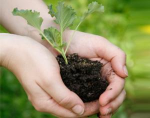 Закон о генетических коллекциях растений внесен в Думу