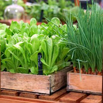 Зелень в ящиках на балконе