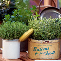 Ароматные травы