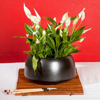 Знакомьтесь, семейство ароидные!