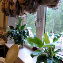 Знакомьтесь, семейство ароидные!