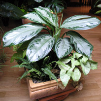 Знакомьтесь, семейство ароидные!