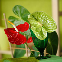 Знакомьтесь, семейство ароидные!