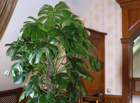 Монстера, Monstera