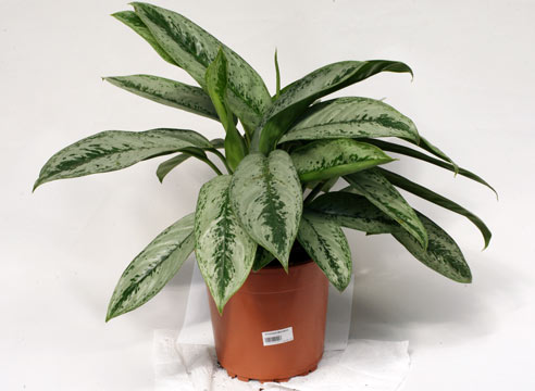 Аглаонема, Aglaonema 