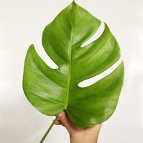 Знакомьтесь, семейство ароидные!