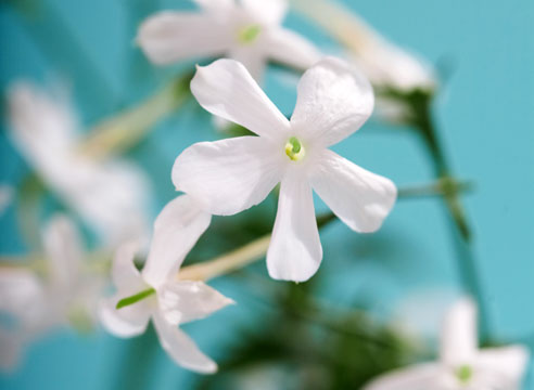 Жасмин, Jasminum