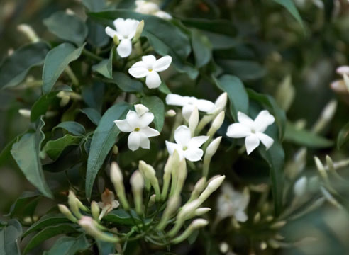 Жасмин, Jasminum