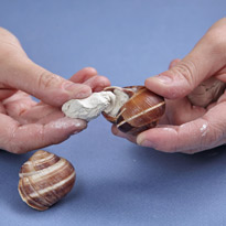 Новогоднее украшение: улитка из полимерной глины. Шаг 1